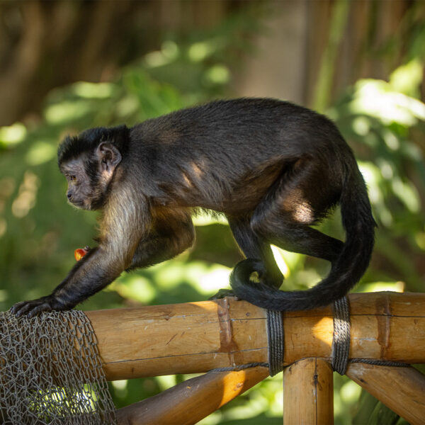 Monkey climbing on Palapa railing at Tropic Shots production set